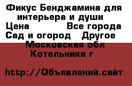 Фикус Бенджамина для интерьера и души › Цена ­ 2 900 - Все города Сад и огород » Другое   . Московская обл.,Котельники г.